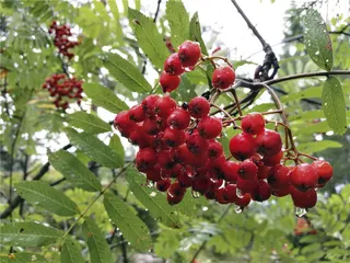 转身即是森林：无处不在的自然教育8