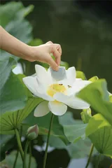 长物与雅集,一种园林生活4