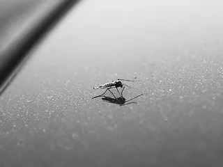 假如蚊子都死光了