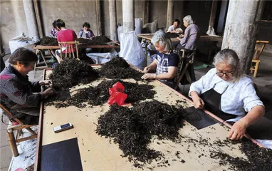 从武夷山到大吉岭：中国茶的序章4