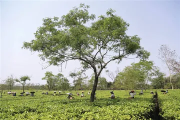 印度阿萨姆邦访茶记1