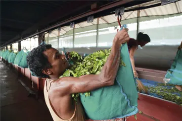 印度阿萨姆邦访茶记4
