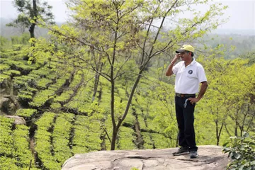 印度阿萨姆邦访茶记6