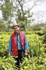 印度阿萨姆邦访茶记9