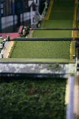 印度阿萨姆邦访茶记10
