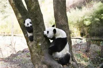 拒绝“降级”的大熊猫