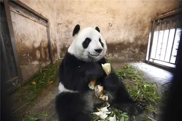 拒绝“降级”的大熊猫2
