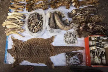 穿山甲之殇1