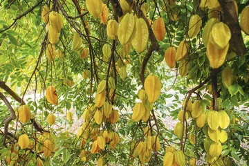 上山下海，寻找夏威夷那些奇异食材3