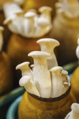 上山下海，寻找夏威夷那些奇异食材6
