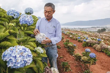 一朵花，去全世界寻找她的美7