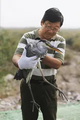 盗猎鸟网：芦苇荡里的杀戮1