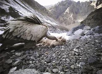 追寻雪豹2