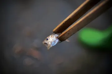 渔业的未来3
