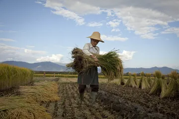 土地利用规划纲要，结构与布局的优化