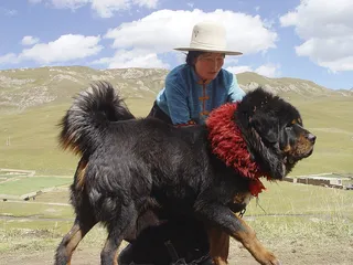 现在的藏獒，你踹它一脚都不叫