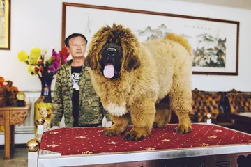 现在的藏獒，你踹它一脚都不叫3