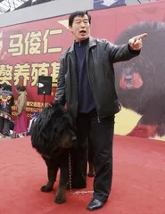 现在的藏獒，你踹它一脚都不叫4