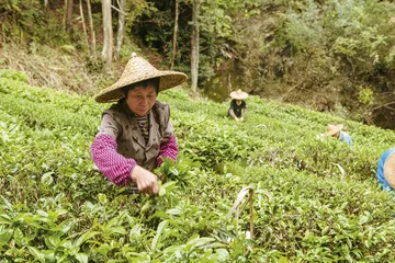 一杯好茶的田野日常