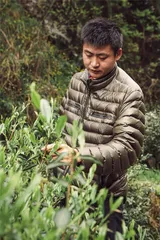 武夷山脉茶传奇1