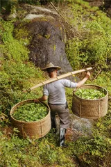 岩茶，24小时诞生记