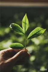 岩茶，24小时诞生记6