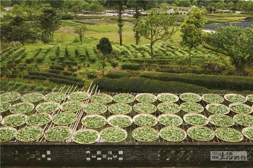 岩茶，24小时诞生记7