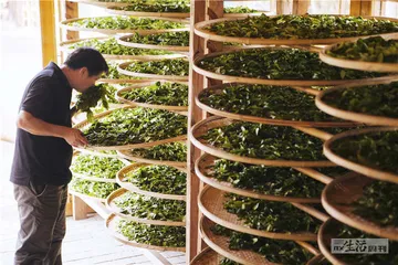 岩茶，24小时诞生记9