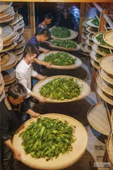 岩茶，24小时诞生记10