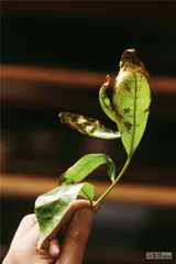 岩茶，24小时诞生记11