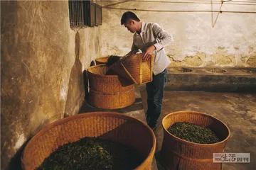 岩茶，24小时诞生记16