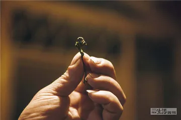 岩茶，24小时诞生记17