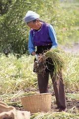 “蒜你狠”与大理独头蒜