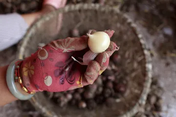 “蒜你狠”与大理独头蒜1