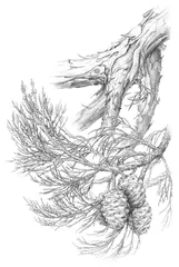 为植物画像的人2