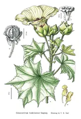 为植物画像的人4
