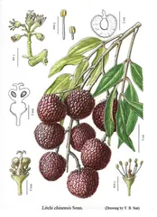 为植物画像的人5