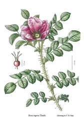 为植物画像的人6