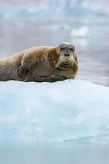 ​北极三宝