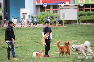 一桩数次延审的宠物投毒案