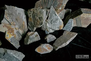 “植物庞贝城”：一座被封存的热带雨林1