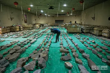 “植物庞贝城”：一座被封存的热带雨林2