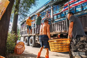拉活鱼：极限时效的“苦役”