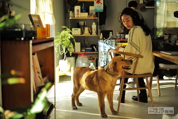 猫猫狗狗的城市生活1