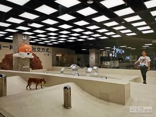 猫猫狗狗的城市生活2