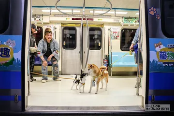 猫猫狗狗的城市生活3
