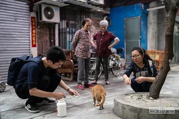 猫猫狗狗的城市生活5