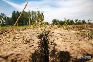 河南干旱：失效的抗旱井、尴尬的“种植大户”4
