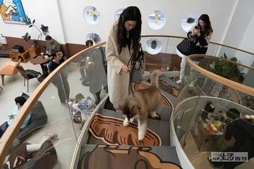 和猫狗一起，泡咖啡馆1