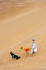 带着小狗坐飞机3